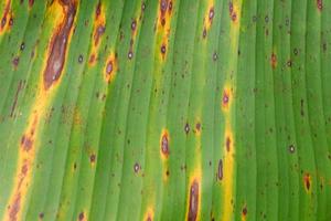 Cerrar textura de fondo de hoja de plátano foto