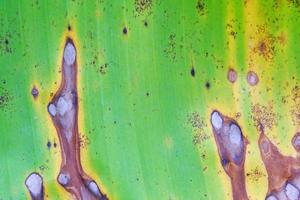 Close up banana leaf background texture photo