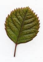 macro de hojas de plantas naturales foto