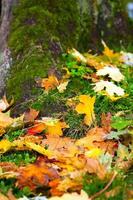 Autumn Fall Dry Leaves Seasonal Flora Concept photo
