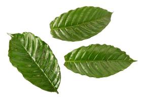 Coffee leaf isolated on a white background photo