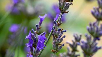 Lavender plant with intense colors video