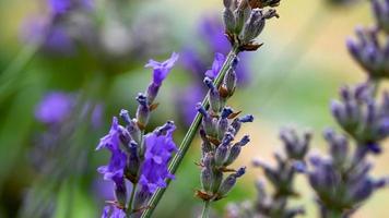 planta de lavanda con colores intensos video