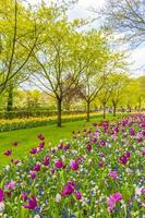 coloridos tulipanes narcisos en el parque keukenhof lisse holanda países bajos. foto