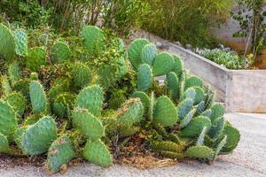 Hermosa planta de cactus verde con grandes espinas en croacia. foto