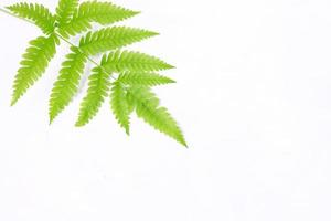 Fern leaf isolated on a white background photo