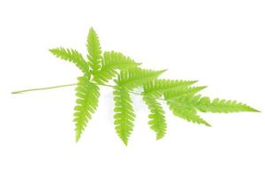 Fern leaf isolated on a white background photo