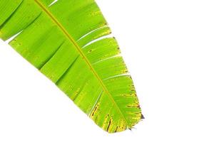 Banana leaf isolated on a white background photo