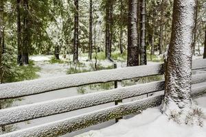 Trees in the Brocken mountains, Harz, Germany in winter photo