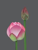 Lotus flower on illustration graphic vector