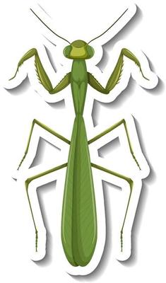 A sticker template with top view of a mantis isolated