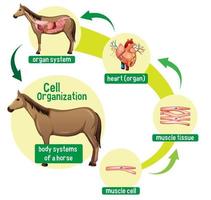 Diagram showing cell organization in a horse vector