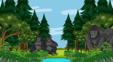 Gorilla family in forest or rainforest scene with many trees vector