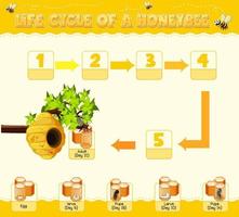 Diagrama que muestra el ciclo de vida de la abeja melífera. vector