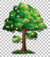 Orange tree isolated vector