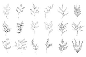 dibujado a mano floral botánico vector