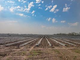 las camas para plántulas de frutas, pilares para la protección de la huerta foto