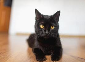 gato negro con ojos amarillos yace de lado, con las piernas extendidas foto