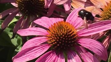 Winged bee slowly flies to the plant video