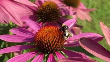 geflügelte Biene fliegt langsam zur Pflanze Nektar sammeln video