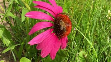 Winged bee slowly flies to the plant collect nectar video