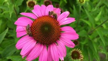 Winged bee slowly flies to the plant collect nectar video