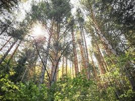 bosque salvaje en la mañana foto