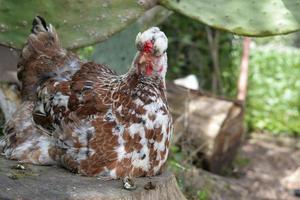 Hen perched on a stump photo