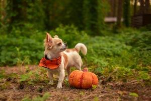 Funny little Chihuahua and pumpkin for Halloween. photo