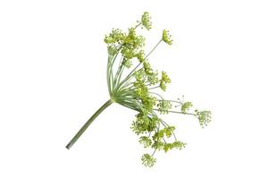 dill umbrella for pickles on a white background, isolate photo