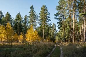 Road through the autumn forest in the park on a clear warm sunny day. photo