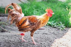 un gallo de colores brillantes para acondicionar para jugar foto