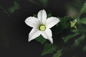 Close up of white tropical vine flower in the wild photo