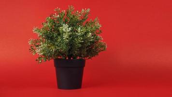 plantas artificiales o plástico o árbol falso sobre fondo rojo. foto