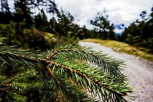 2021 05 15 Cortina detail of pine photo