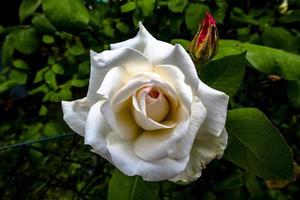 2021 05 22 Chiuppano White Rose photo