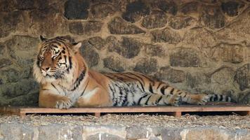 A tiger lazily lying on wooden platform