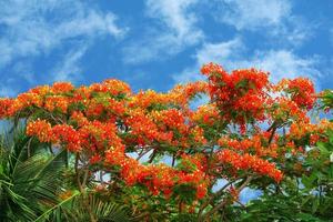 flame tree red flower blooming new born green leaves on the tree photo