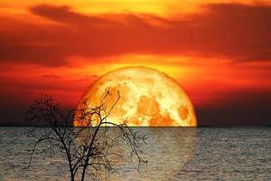 Reflexión corteza llena luna de sangre y silueta de árbol en el cielo nocturno del mar