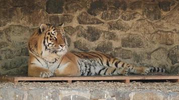 Resting tiger on wood