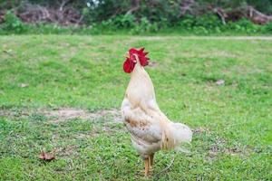 gallina blanca caminando en la granja de la naturaleza. foto