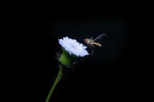 bee with white flower on the black background photo