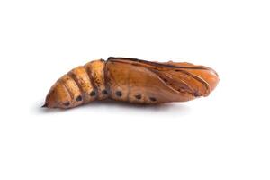 Chrysalis of butterfly isolated on white background. photo