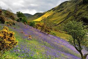 Rannerdale  Bluebells in full bloom photo