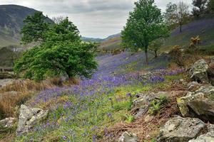 Tourists and the Rannerdale Blue Bells photo