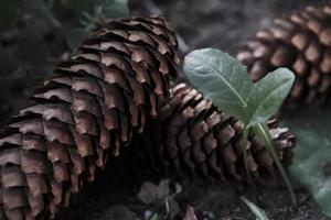 close up of cones of fir tree lying on each other in the wood photo