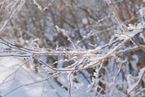 dry brown tree branch in the cold covered with frost and white snow photo