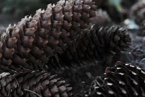 close up of brown fir cones on the forest ground, organic background photo