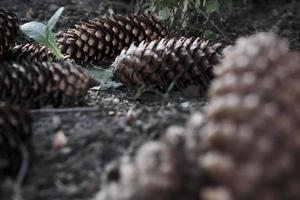 Conos de abeto marrón seco tirado en el suelo en el parque al aire libre foto