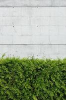 Plantas de thuja verde contra la pared de hormigón en blanco. copia espacio